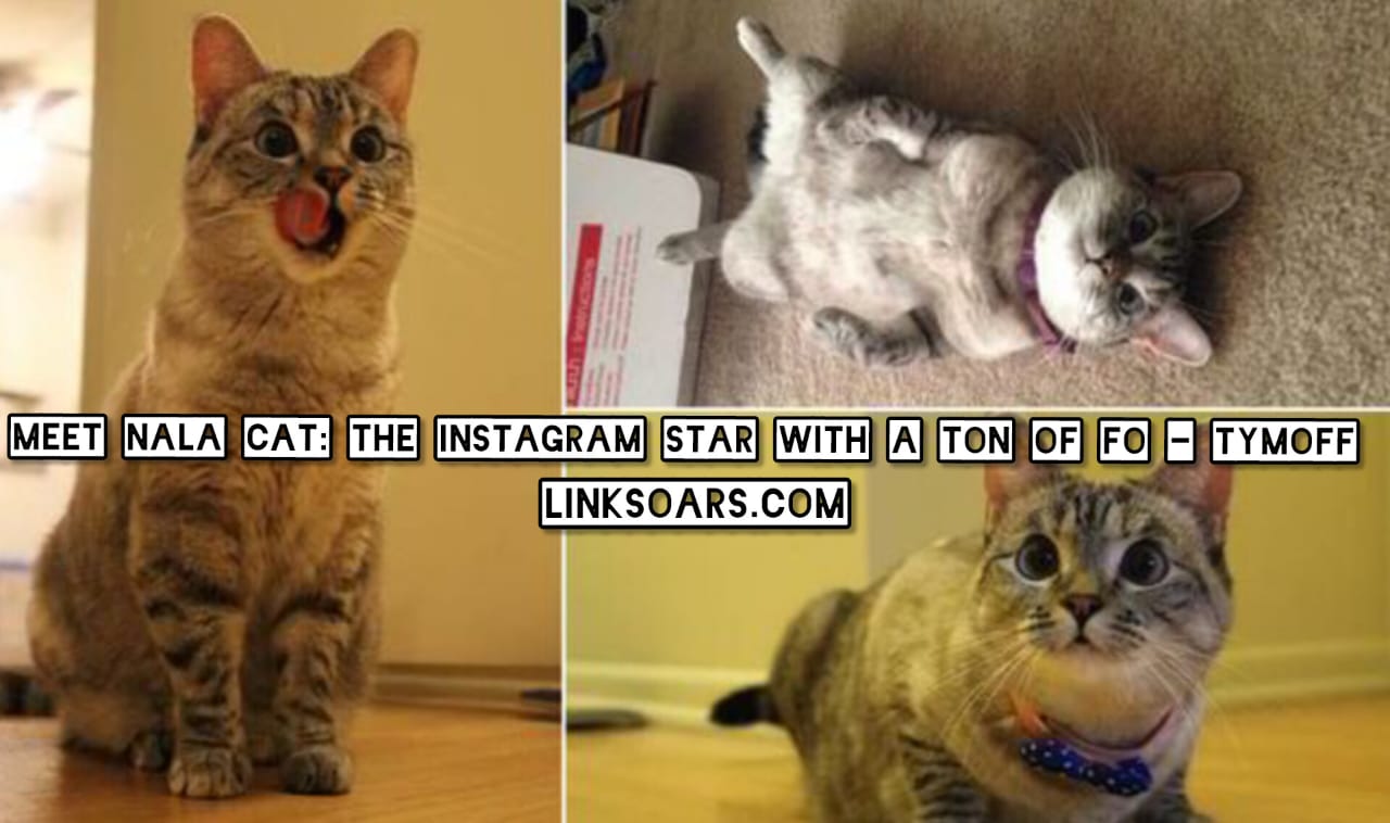 Meet Nala Cat: The Instagram Star with a Ton of Followers - Tymoff